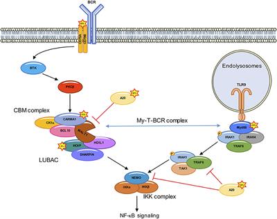 Post-translational Modifications of the CARMA1-BCL10-MALT1 Complex in Lymphocytes and Activated B-Cell Like Subtype of Diffuse Large B-Cell Lymphoma